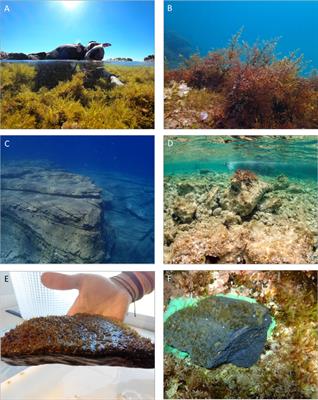 A decision-support framework for the restoration of Cystoseira sensu lato forests